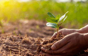 Cuida tus plantas con estas apps gratuitas