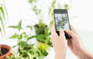 ¡Descarga nuestra app de plantas ahora!