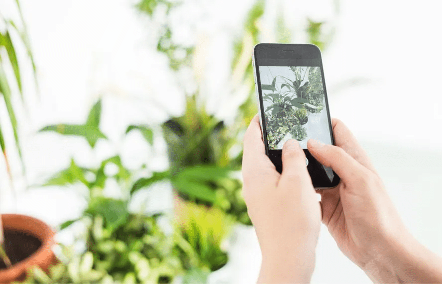 ¡Descarga nuestra app de plantas ahora!