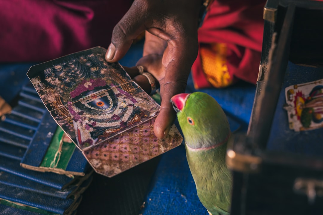 Aplicativo de Tarot: guía práctica para usar y elegir