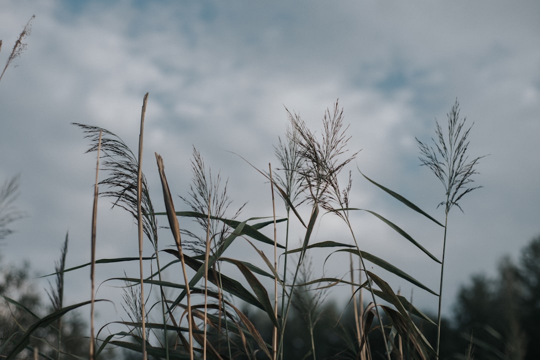 Aplicación móvil para identificar y clasificar tipos de plantas